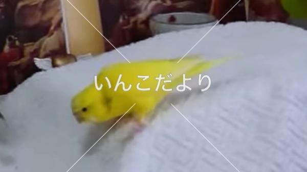 迷い鳥の写真