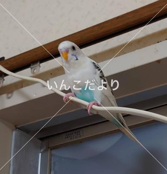 迷い鳥の写真