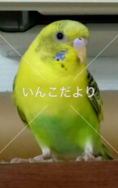 迷い鳥の写真