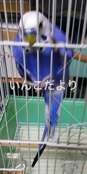 保護鳥の写真