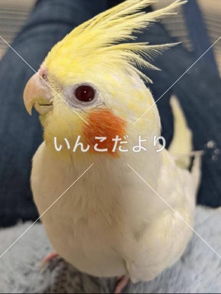 迷い鳥の写真