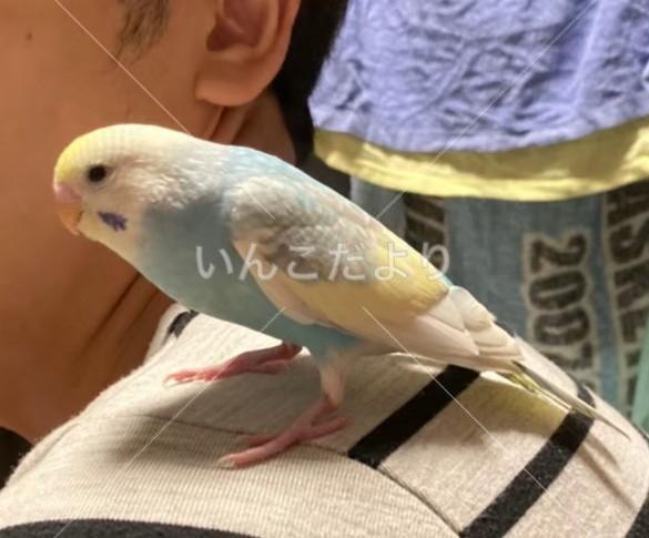 迷い鳥の写真