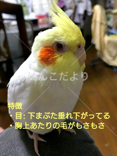 迷い鳥の写真