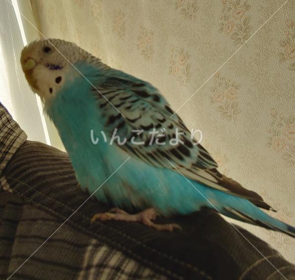 保護鳥の写真