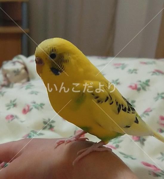 迷い鳥の写真