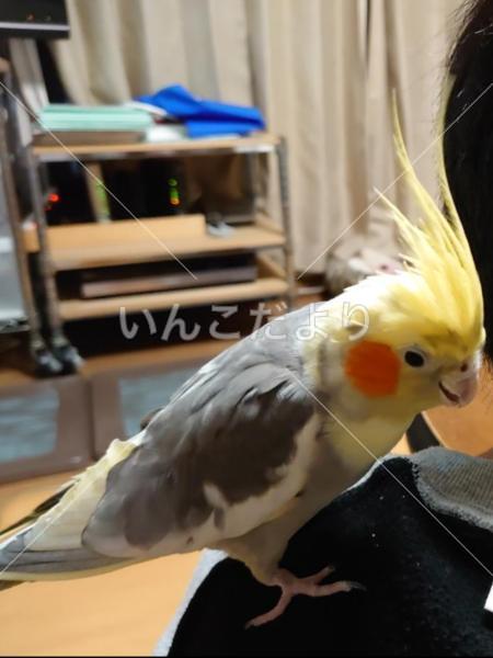 迷い鳥の写真