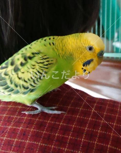 迷い鳥の写真
