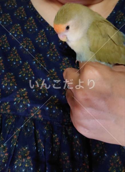 迷い鳥の写真