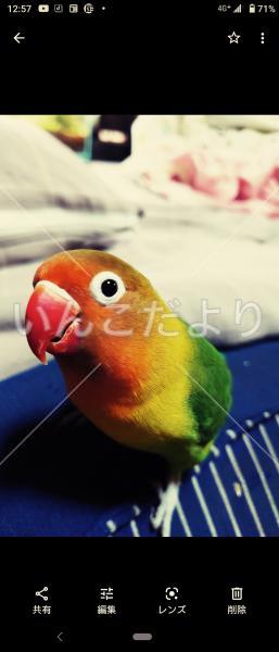 迷い鳥の写真