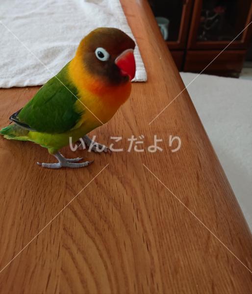 迷い鳥の写真