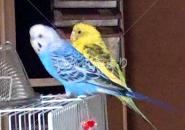 迷い鳥の写真