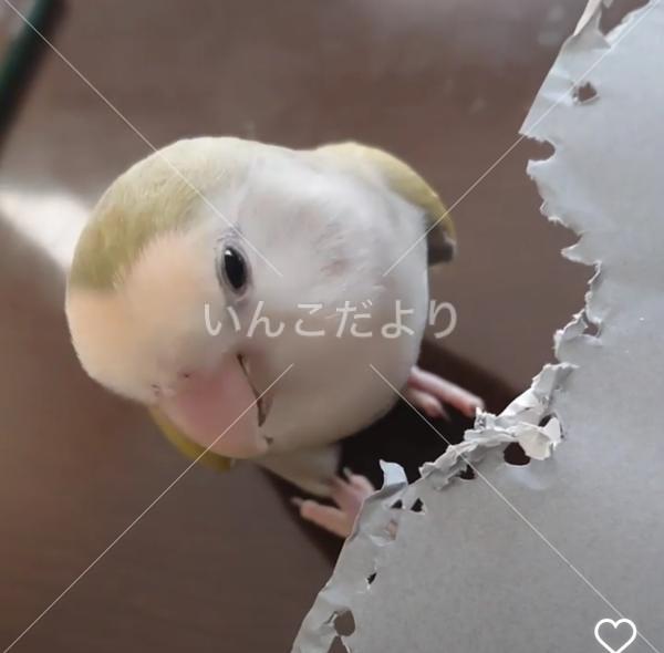 迷い鳥の写真