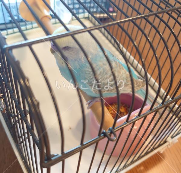 保護鳥の写真