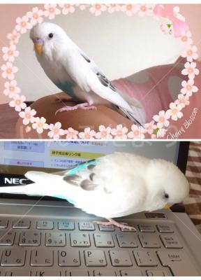 迷い鳥の写真