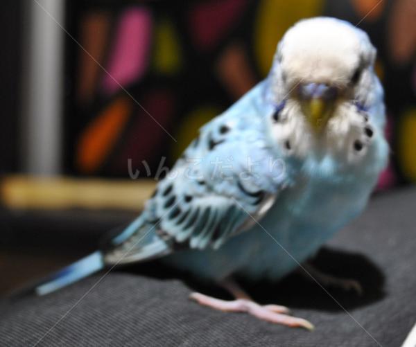 保護鳥の写真