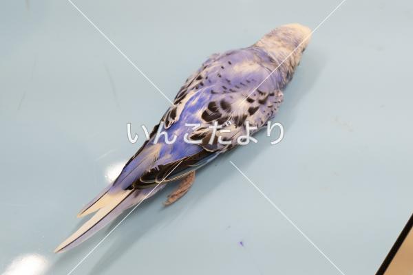 保護鳥の写真