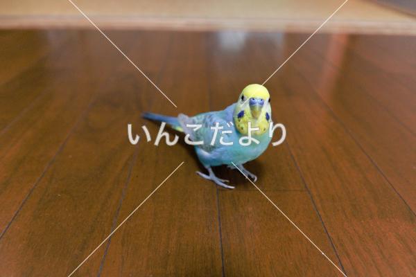 迷い鳥の写真