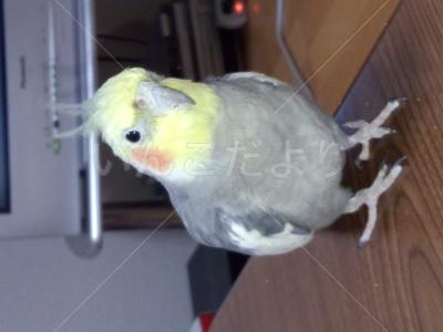 迷い鳥の写真
