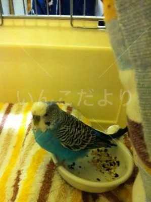 保護鳥の写真