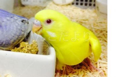 迷い鳥の写真