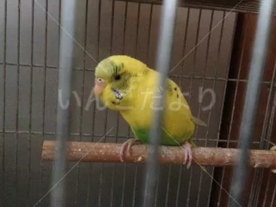 保護鳥の写真