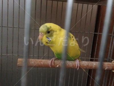 保護鳥の写真