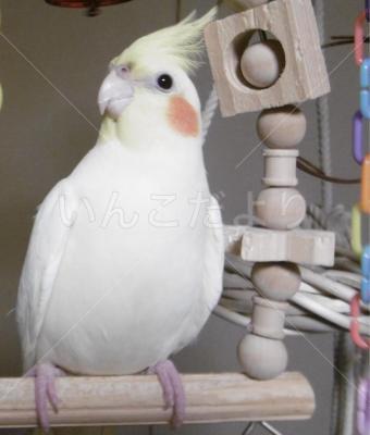 迷い鳥の写真