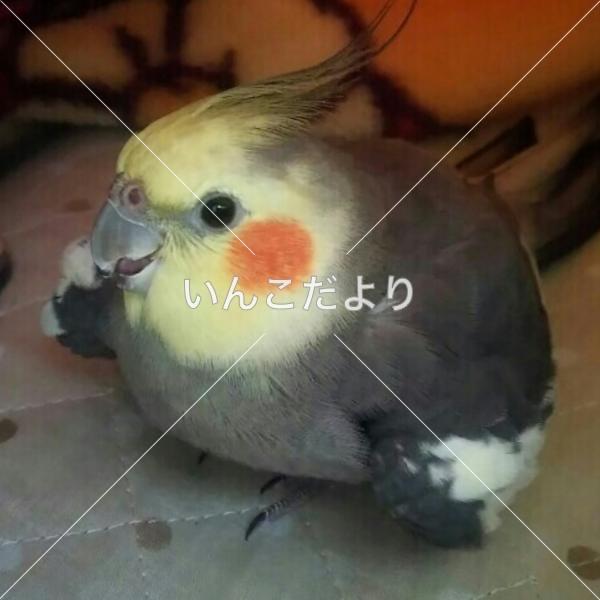 迷い鳥の写真