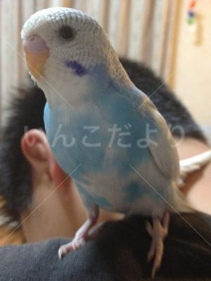 迷い鳥の写真