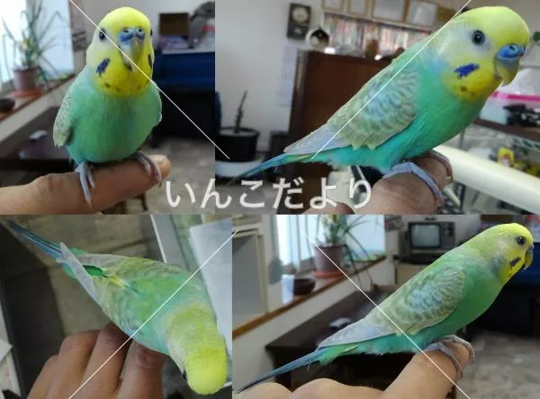保護鳥の写真