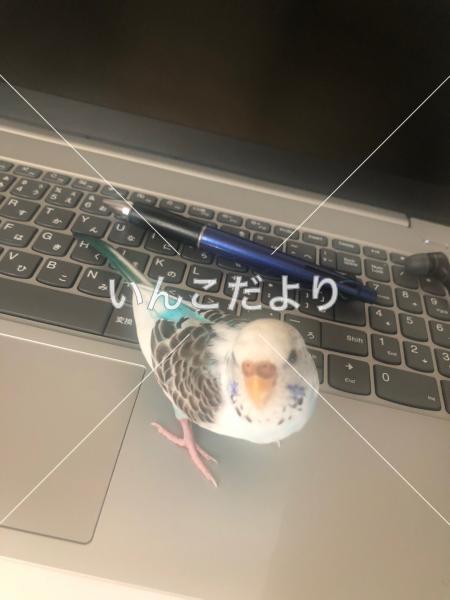 迷い鳥の写真