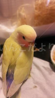 迷い鳥の写真
