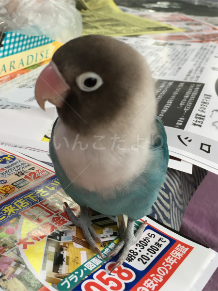 迷い鳥の写真