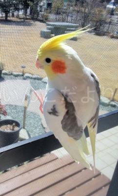 迷い鳥の写真