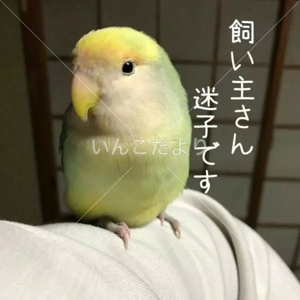 保護鳥の写真