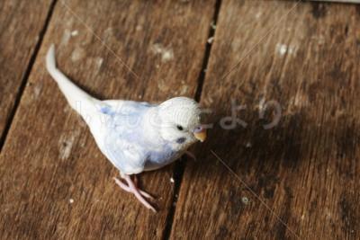 迷い鳥の写真