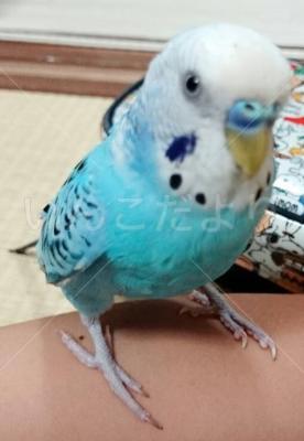 迷い鳥の写真