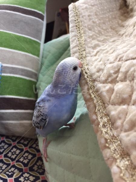 保護鳥の写真