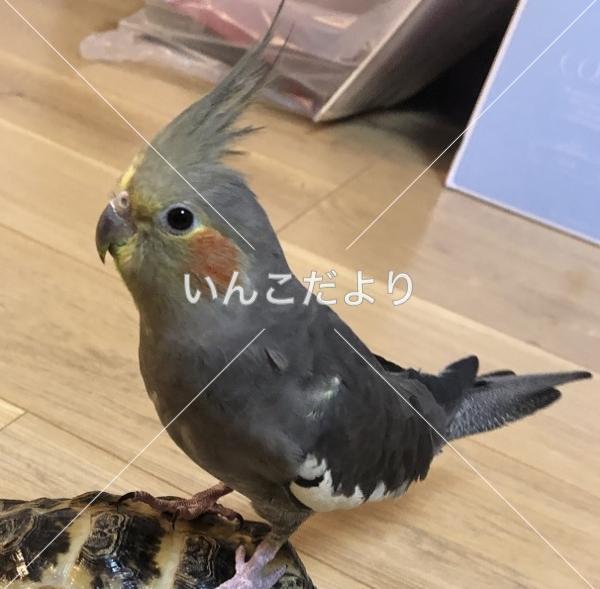 迷い鳥の写真