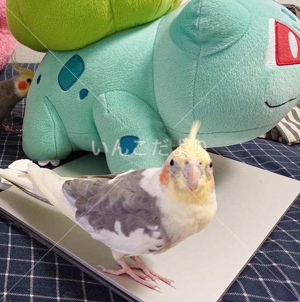 迷い鳥の写真