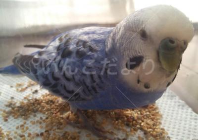 保護鳥の写真