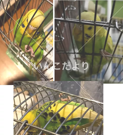 保護鳥の写真