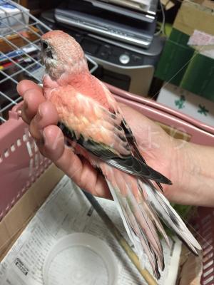 保護鳥の写真