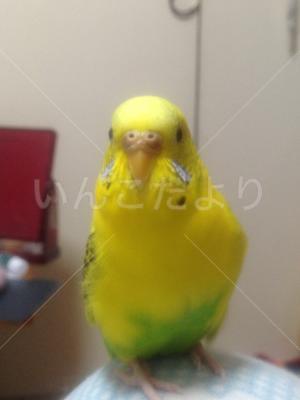迷い鳥の写真
