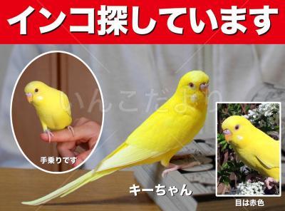 迷い鳥の写真