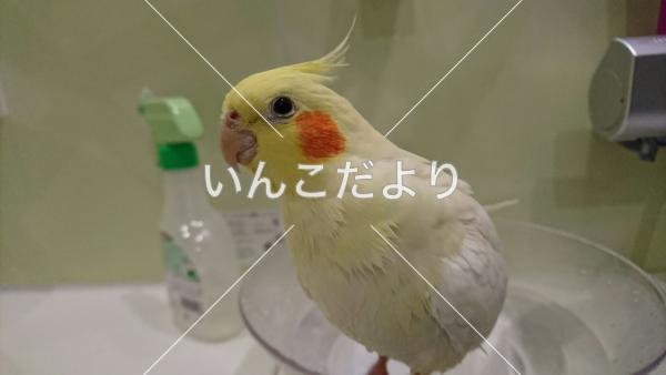 迷い鳥の写真