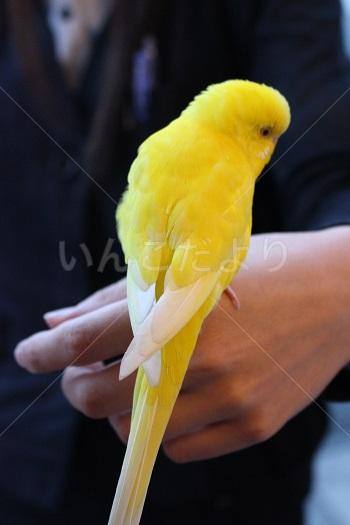 保護鳥の写真
