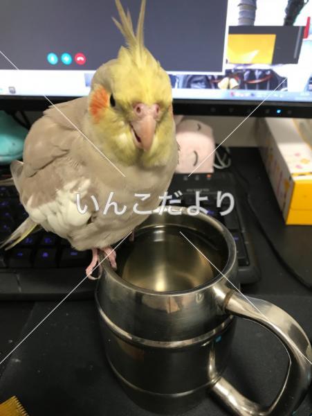 迷い鳥の写真