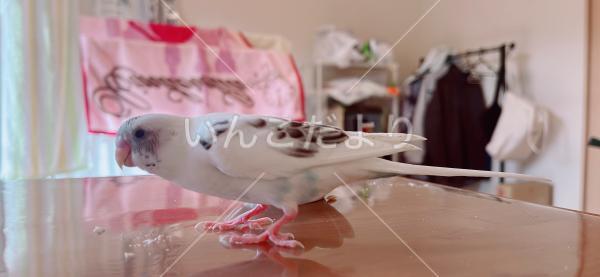迷い鳥の写真
