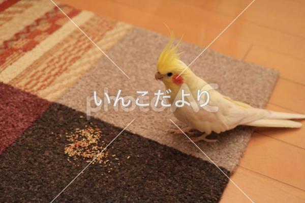 迷い鳥の写真
